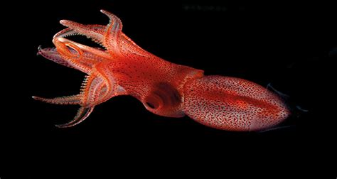 The Eyes Have It For Deep Sea Squid’s Survival