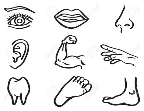 body parts coloring pages  getdrawings