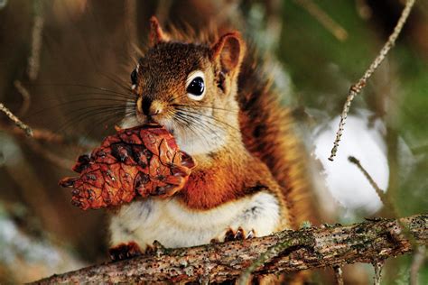 squirrel eating wallpaper animals wallpaper