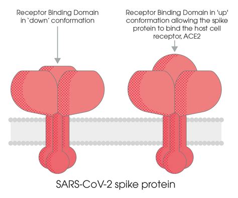sars   spike protein antibody abcam