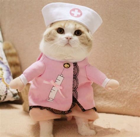 kat kostuum sexy verpleegster uniform pak kleding voor kat puppy kleding party halloween jurk