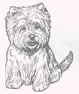 Highland Terrier sketch template