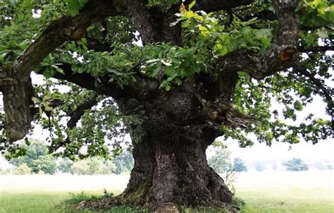 batranul carpatilor cel mai varstnic copac din romania  peste  de anisi  vegheat asupra