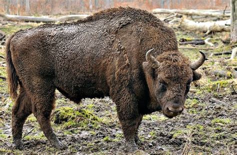 shuffling   buffalo deacon greg kandra