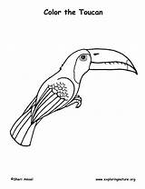 Toucan Coloring Billed Keel Labeling Exploringnature sketch template