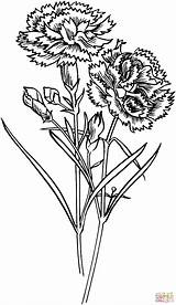 Carnation Coloring Flower Flowers Pages Drawing Carnations Tattoo Simple Supercoloring Printable Gif Color Yellow Kids Print Drawings Para Claveles Vintage sketch template
