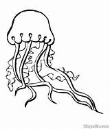 Medusa Bacterias Marinos Ozean Biopedia Hongos Ausmalbilder Reino sketch template