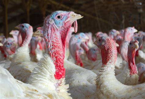 wake  avian flu case iowa turkey farmers focus  bio security