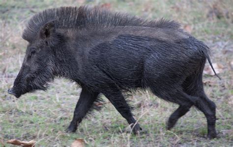 injured  wild boar attack  dang khabarhub khabarhub