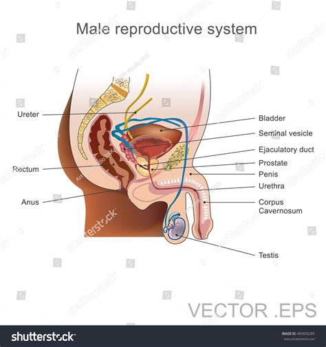 Male Reproductive System Consists Number Sex Stock Vector