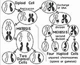 Meiosis Getdrawings Mitosis sketch template