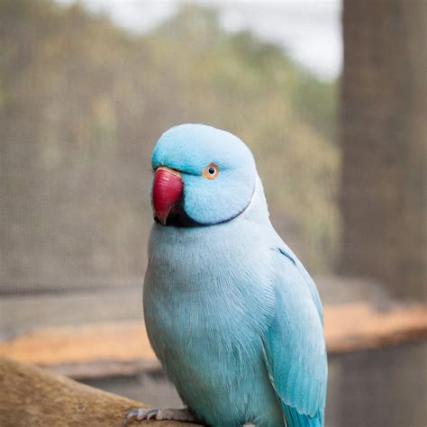 top blue parrot species    pets