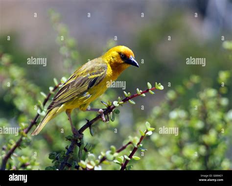 yellow bird stock photo alamy