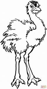 Kolorowanki Avestruz Struś Strusie Druku Kolorowanka Emu Supercoloring Ptaki Ostrich Asd9 sketch template