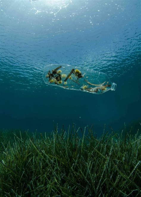 january sustainable film series a plastic ocean