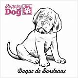 Dogue Bordeaux Puppy Drawing sketch template
