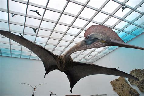 largest flying dinosaur  display  bucharest museum romania insider