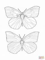 Butterfly Coloring Buckeye Blue Morpho Pages Inspiration Getcolorings Colorings Drawing Getdrawings sketch template