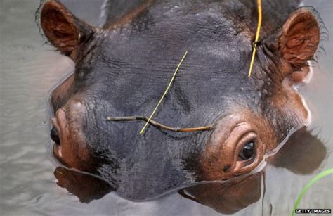 Pablo Escobar’s Hippos A Growing Problem Bbc News