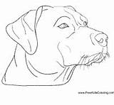 Surfnetkids Coloring Breed Dog Previous Animals Labrador sketch template