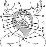 Frog Dissection Digestive Anatomy Label Guide System Worksheet Urogenital Biology Worksheets Systems Structures Diagram Biologycorner Internal Activity Coloring Dissected Bullfrog sketch template