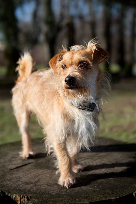 shelter dogs  portland liam cute  scruffy terrier