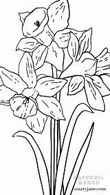 Daffodil sketch template