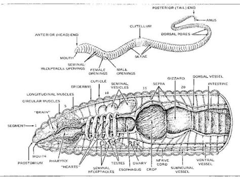 worm biology
