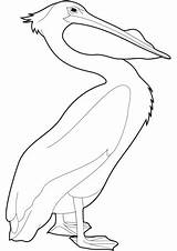 Pelican Coloring Pages Pelicans Printable Categories sketch template
