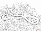 Mamba Serpent Anaconda Designlooter sketch template