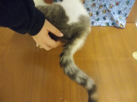 My Cat S Tail Got Caught In The Door And I Think It Might Be Fractured