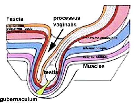 filetestis descent endjpg embryology