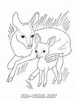 Deer Family Coloring Pages sketch template