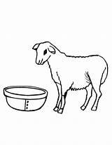 Sheep Coloring Pages Color Print Coloring2print sketch template