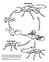 Coloring Ant Cycle Life Asu Askabiologist Pages Worksheets Biologist Ask Worksheet Lifecycle Activity sketch template