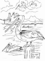 Pelican Gaddynippercrayons sketch template