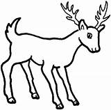 Deer Chevreuil Leisure Enjoyable Paintingvalley Antlers Hueva 2650 sketch template