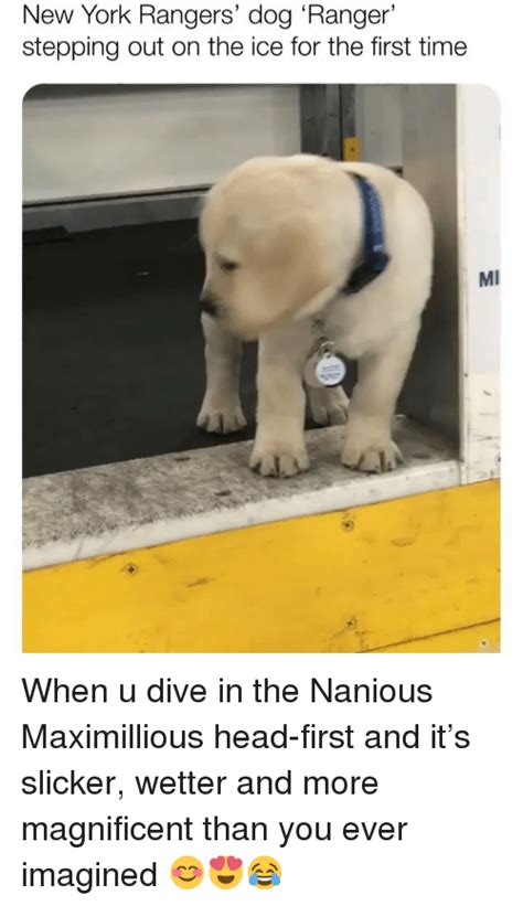 25 Best Memes About Dive In Dive In Memes