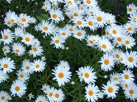 common types  daisies dengarden