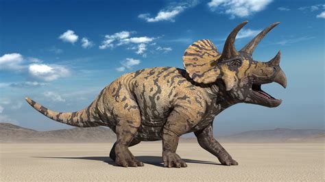 triceratops steckbrief  merkmale des dinosauriers schreibennet