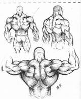 Muscle Muscular Sketch Back Drawing Man Anatomy Arm Study Bodybuilder Body Human Musculos Drawings Dibujo Deviantart Sketches Muscles Cuerpo Draw sketch template