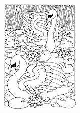 Coloring Swans Large sketch template