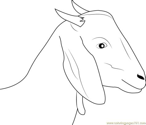 goat face coloring page  kids  goat printable coloring pages