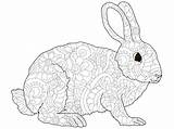 Antistress Hare Astrakhan Lines Coniglio Coloritura Adulti Vettore Adulto Lepre Astrakan Animale sketch template