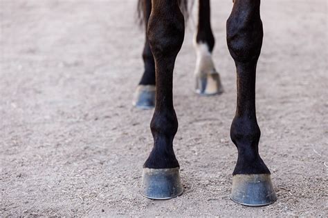 hoof anatomy  horse hooves