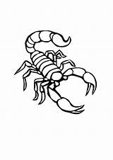 Scorpion Kinderen Schorpioen Afdrukbare Printen sketch template