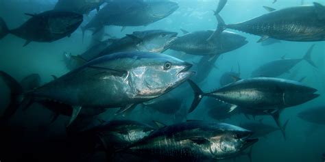 tuna hearts  damaged  gulf oil spill disaster scientists