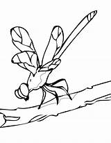 Dragonfly Libelula Libelulas Imprimir Mantis Bestcoloringpagesforkids Nerea sketch template