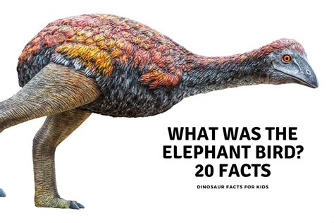 elephant bird  facts dinosaur facts  kids