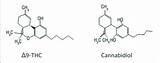 Cannabidiol Tetrahydrocannabinol Thc sketch template